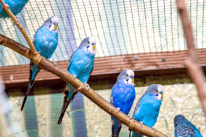 Vogelkäfig in Groß