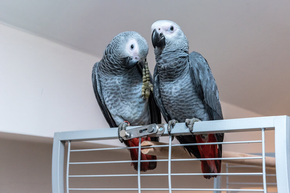 Zwei Papageien mit Papageienkäfig auf Rollen